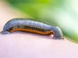 Blutegel als Vorbild für neue Vakuum-Sauger