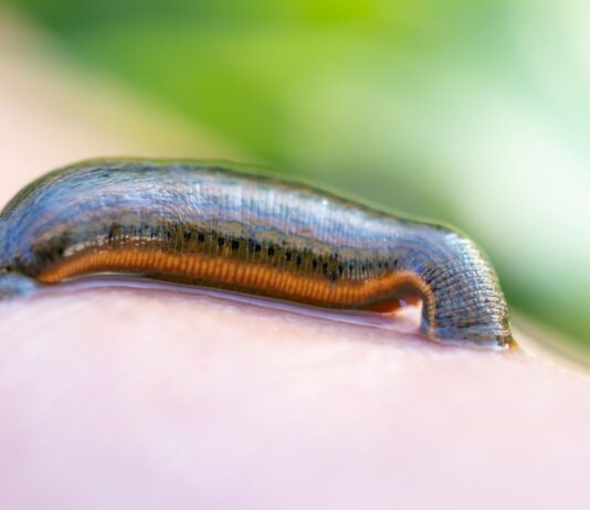 Blutegel als Vorbild für neue Vakuum-Sauger